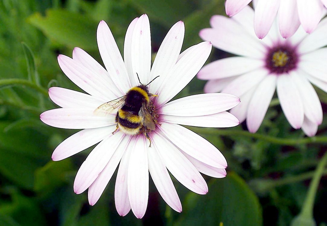 Bee Expert Debunks Sugar Water Myth During Droughts