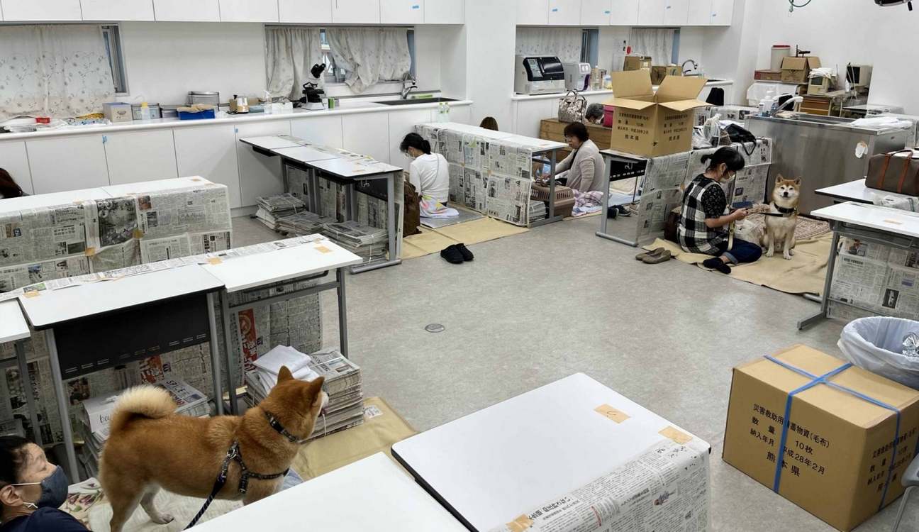 Japan Pet Network Reunites Families After Earthquake