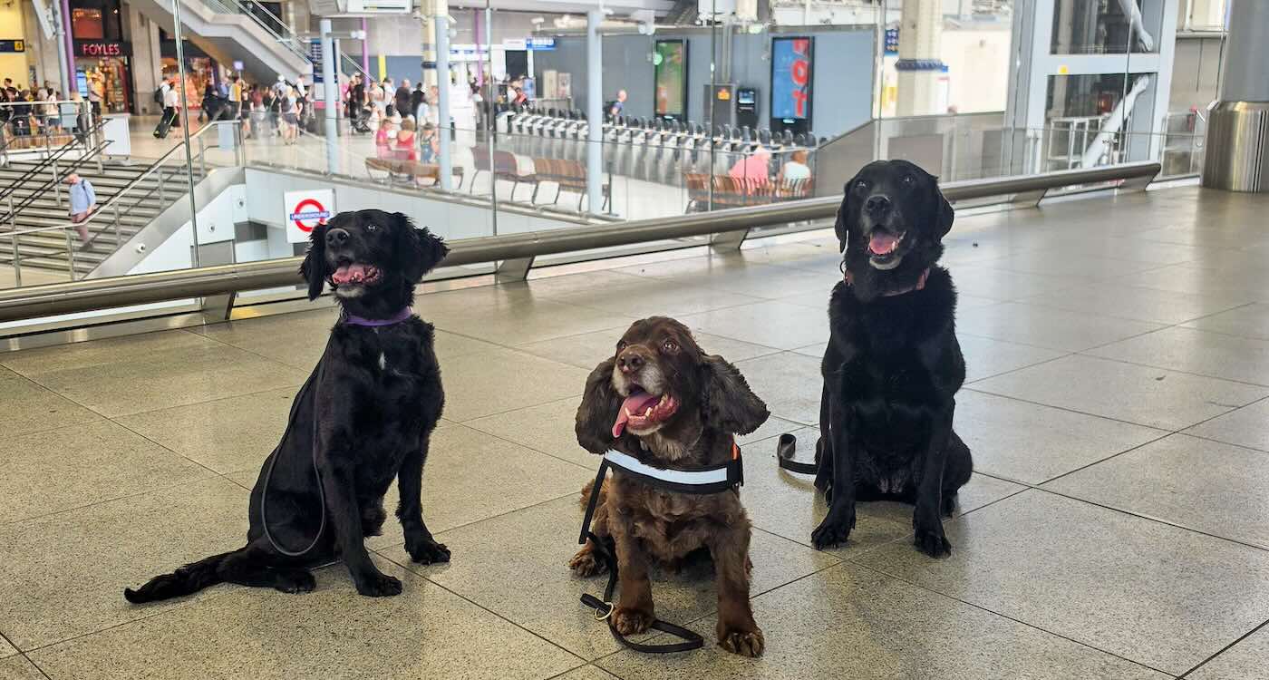 Dogs Patrol London's Waterloo Station in UK Transit First