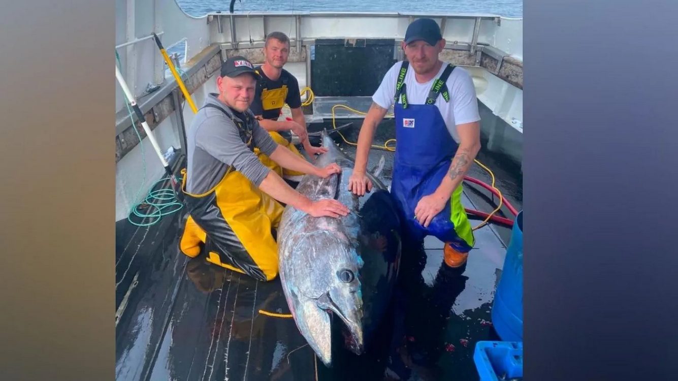 Massive Atlantic bluefin tuna caught by fishing crew in North Sea waters off England