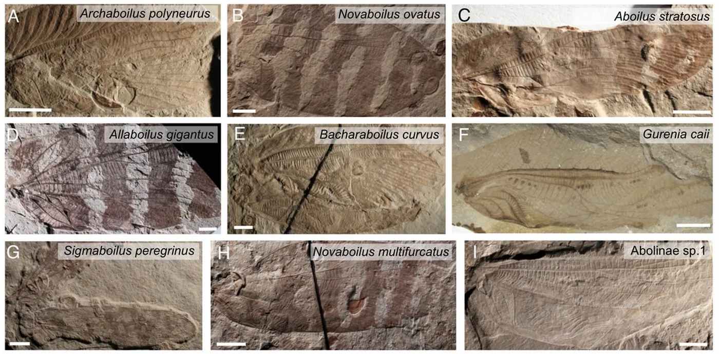 Scientists Recreate 165 Million-Year-Old Insect Songs