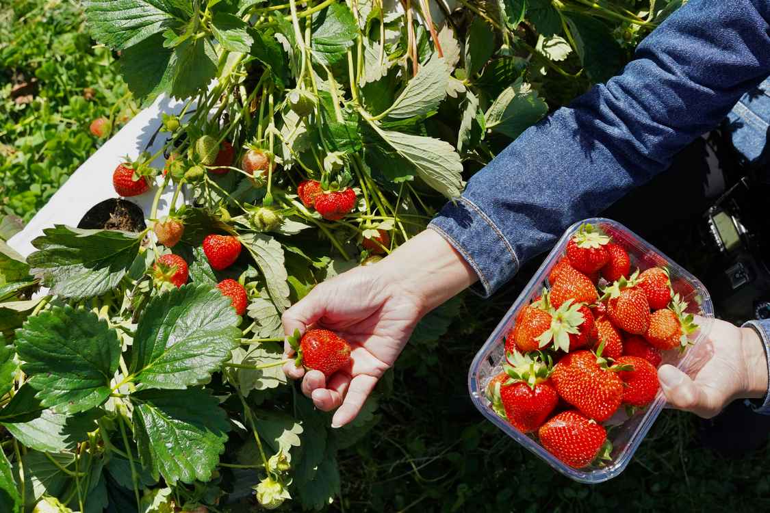 Steam Replaces Chemicals for California Strawberry Farms