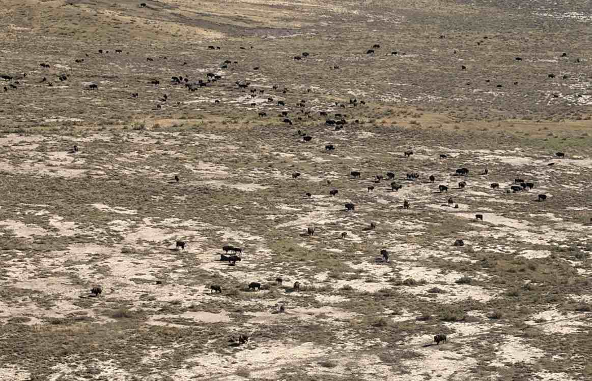 Montana Bison Herd Hits 1,000 in Conservation Win