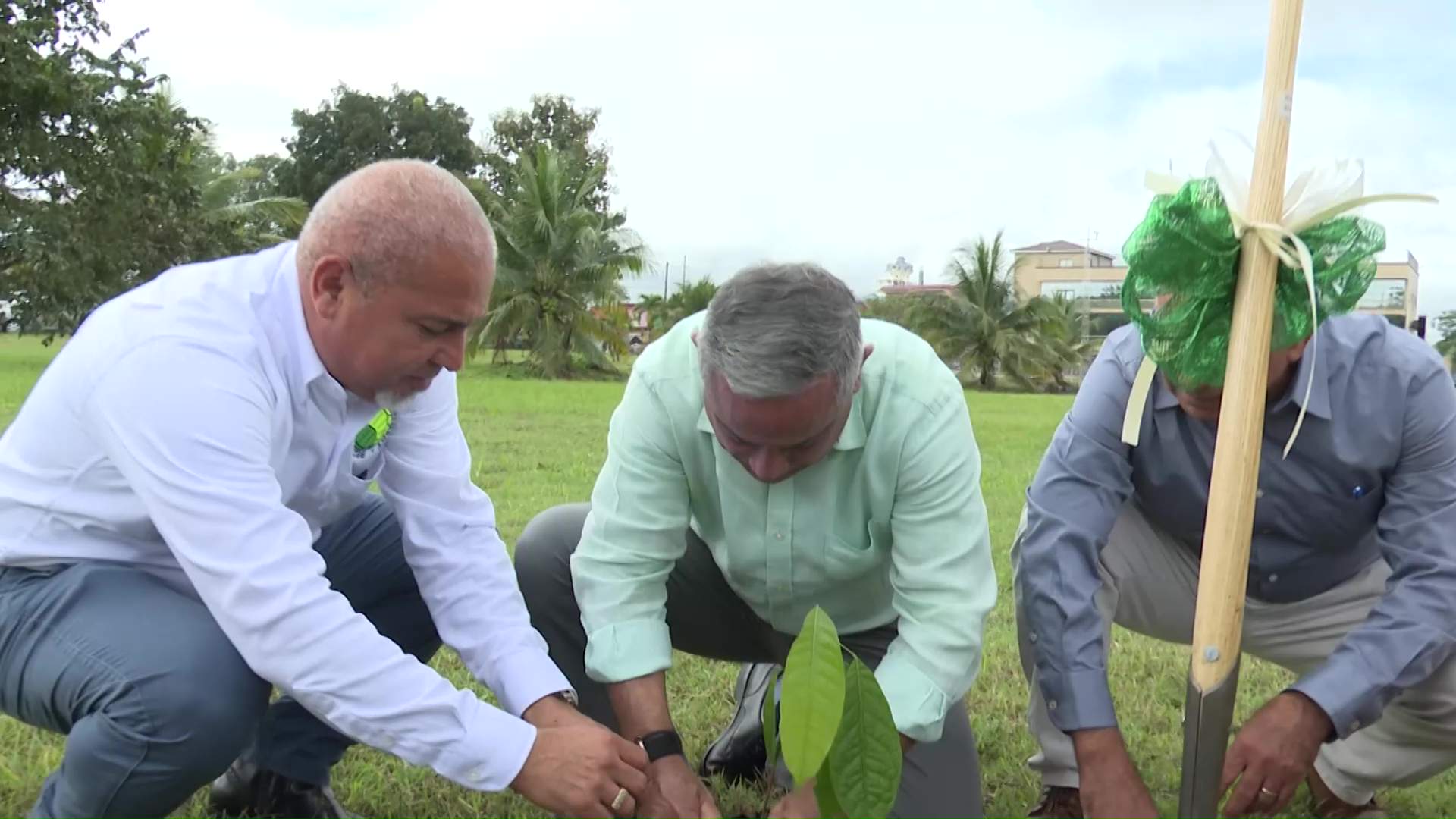 Belize Plants 1 Million Trees to Fight Climate Change