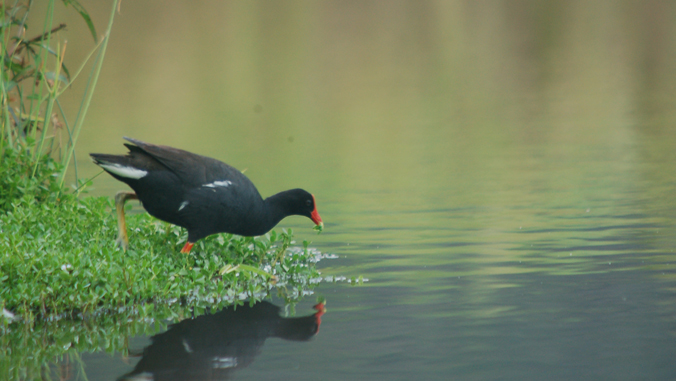 Hawaii Creates Tool to Save Endangered Birds from Extinction