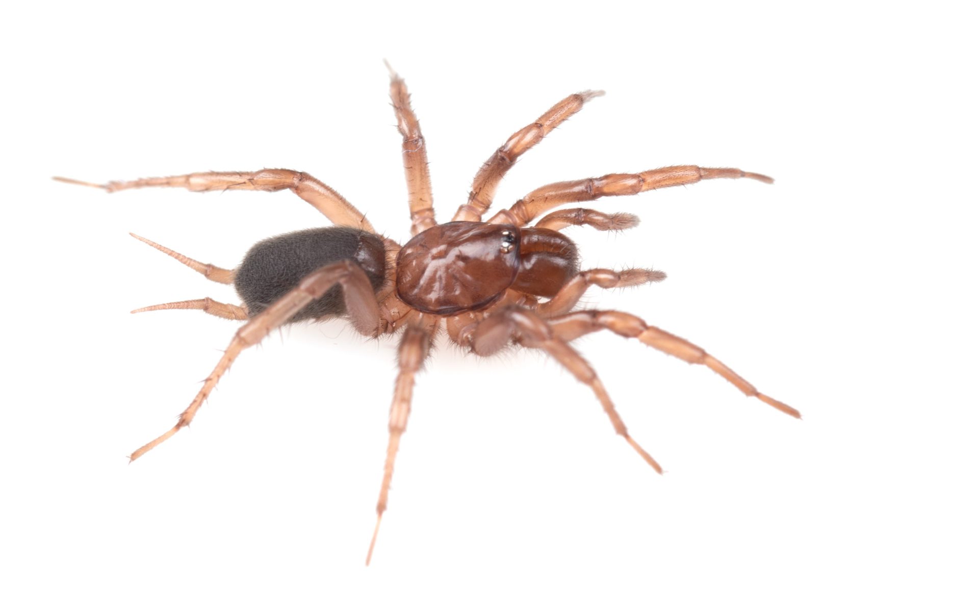 Idaho Researchers Discover Spider Species Found Nowhere Else