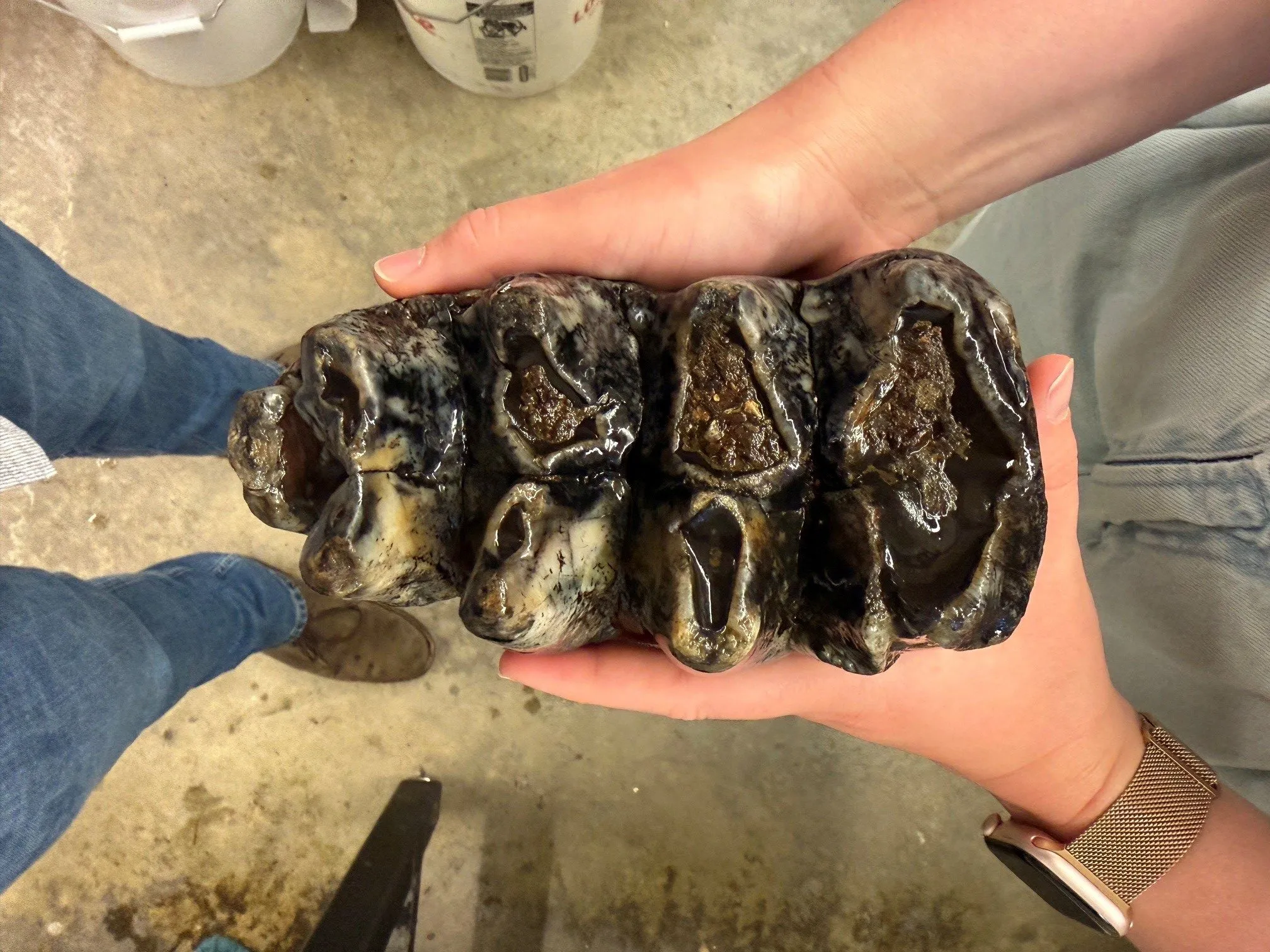11,000-Year-Old Mastodon Fossil Found in Bay Area Creek - Image 3