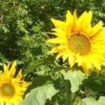 Garden Meditation: A 5-Minute Practice for Stress Relief - Image 2