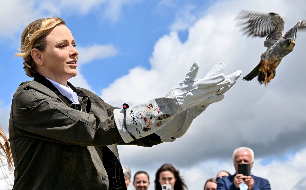 Rare Falcon Flies Free After 8 Months of Recovery