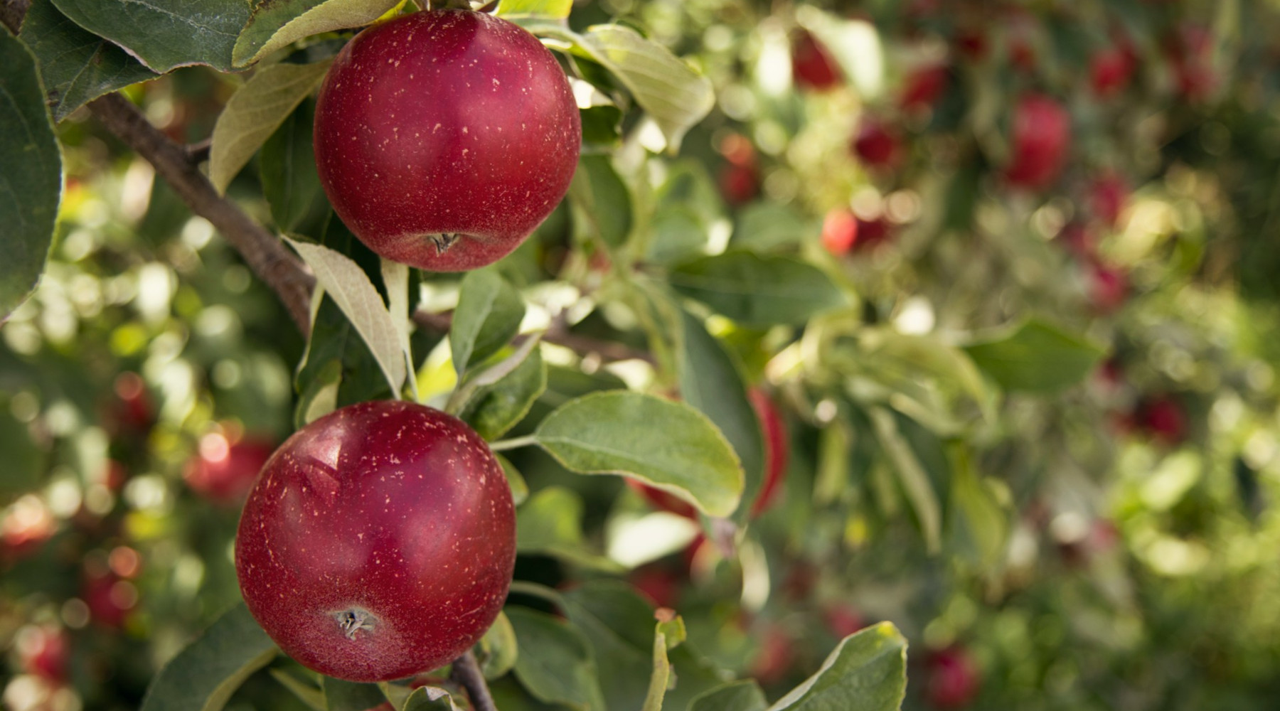 Pennsylvania Fruit Growers Launch $3,000 Scholarship