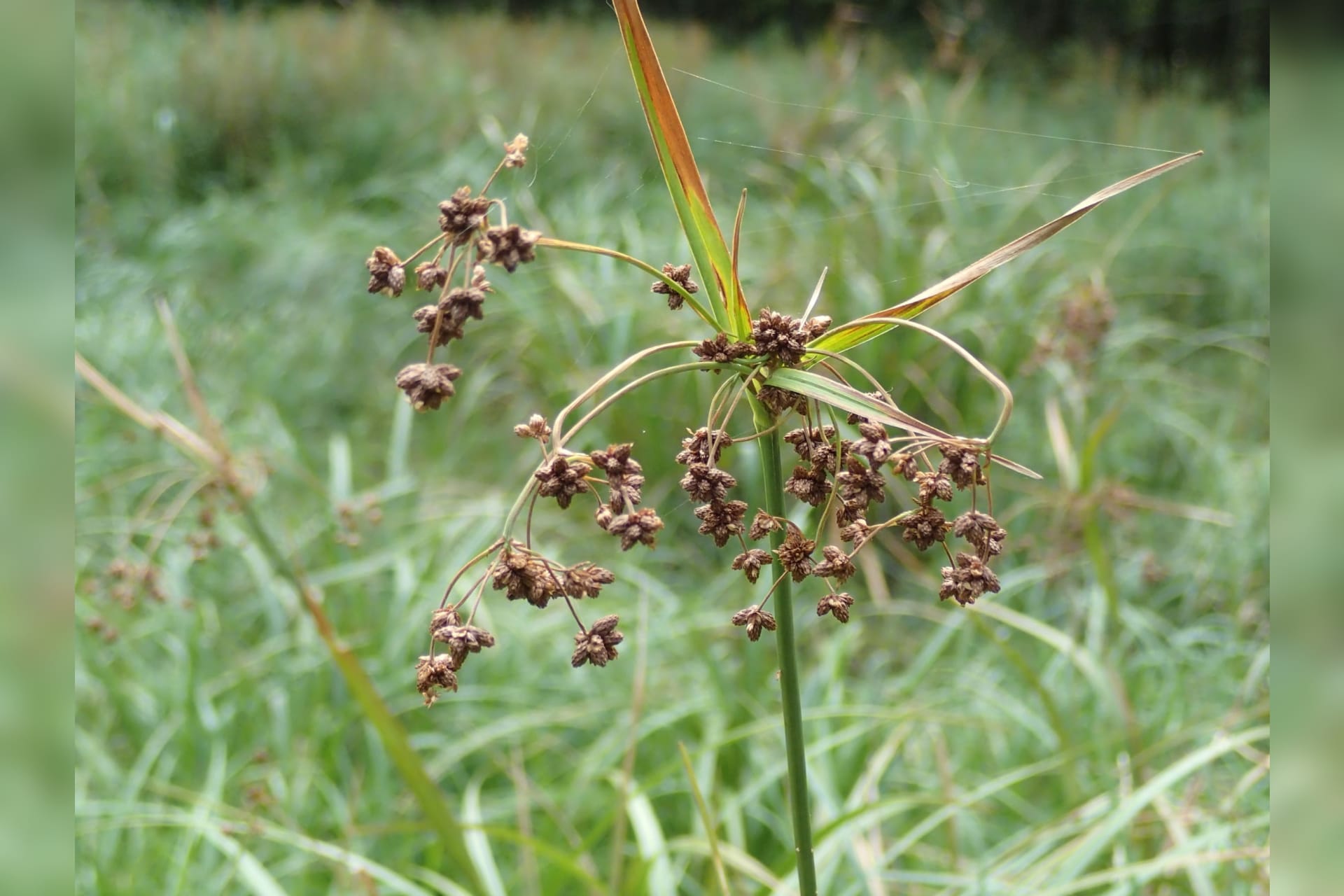 Rare Wetland Plant Recovers: 13 to 148 Populations in 35 Years