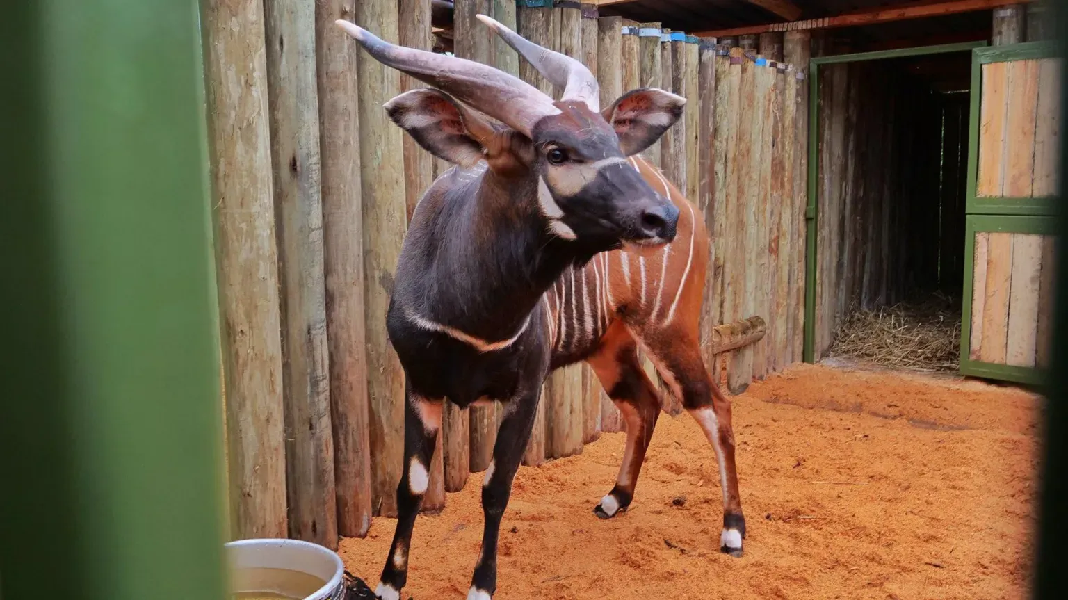 Four Rare Antelopes Return to Kenya After 50 Years
