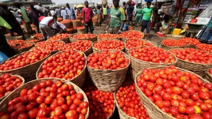 Ghanaian farmers harvesting fresh red tomatoes in fertile agricultural fields under blue sky