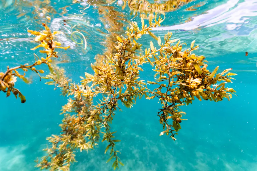 $550K Prize Challenges Innovators to Stop Invasive Mussels