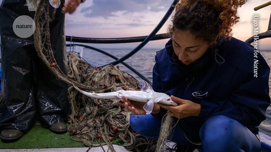 Greek Gulf Now a Nursery for 10 Shark Species - Image 2