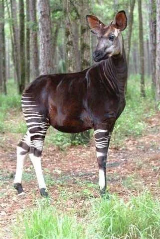 Male okapi standing in natural habitat, showing distinctive striped legs and brown body