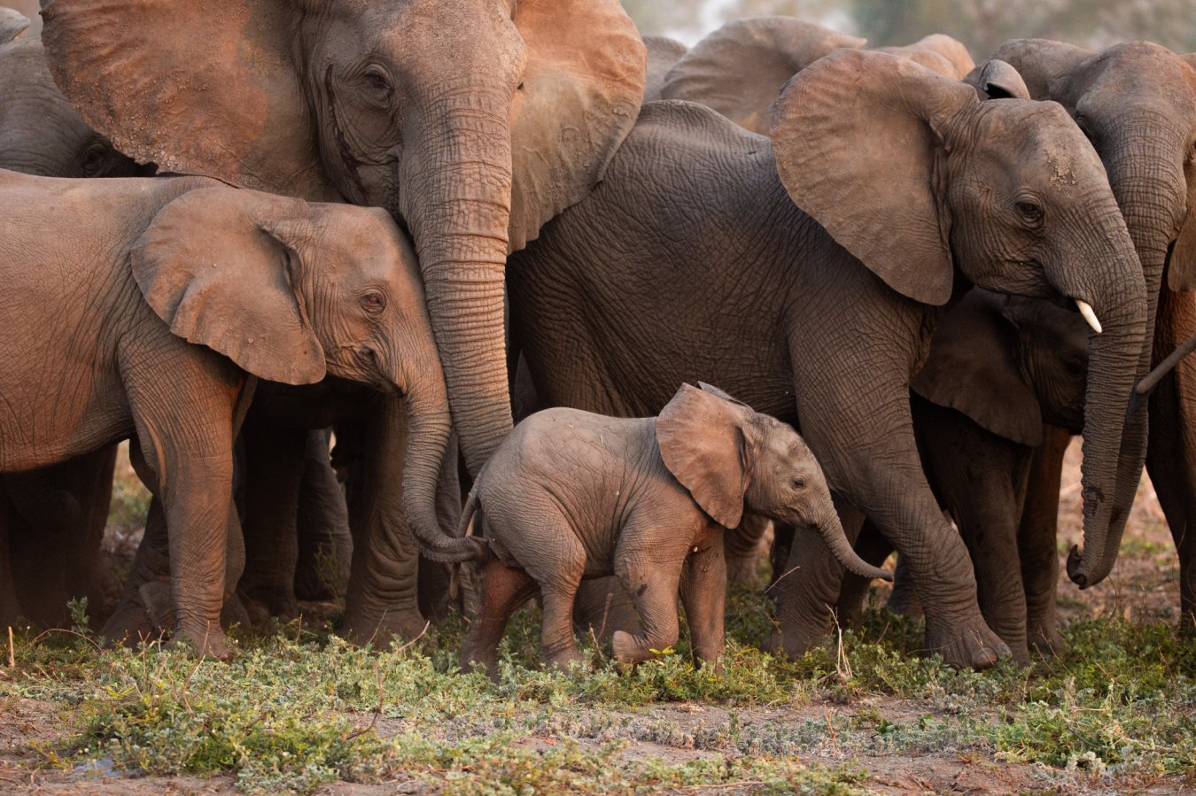 Elephants Harmonize Rumbles to Plan Together, Study Finds