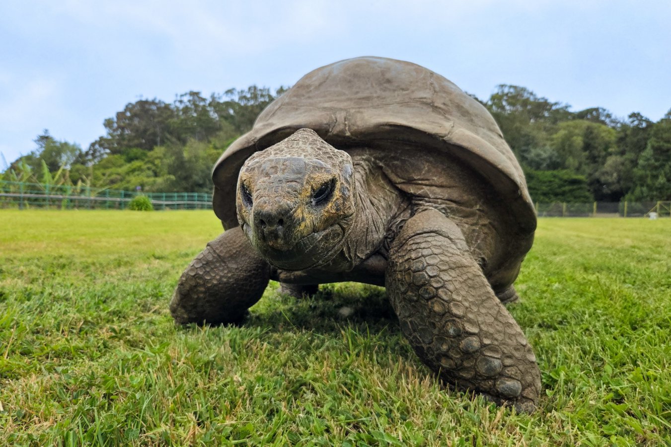 194-Year-Old Tortoise's DNA Reveals Aging Secrets