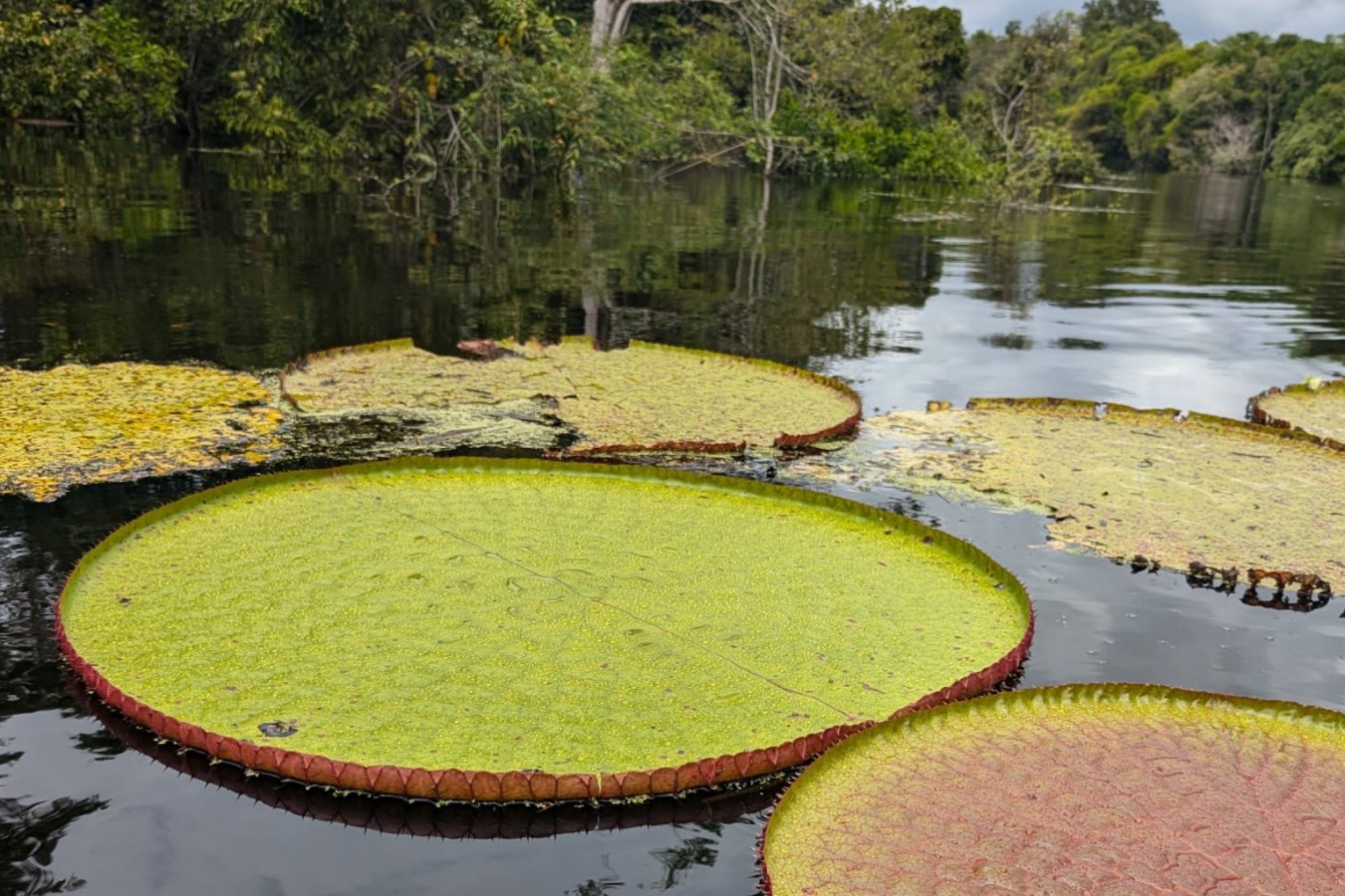 Giant Waterlilies: 3 New Species Found in South America