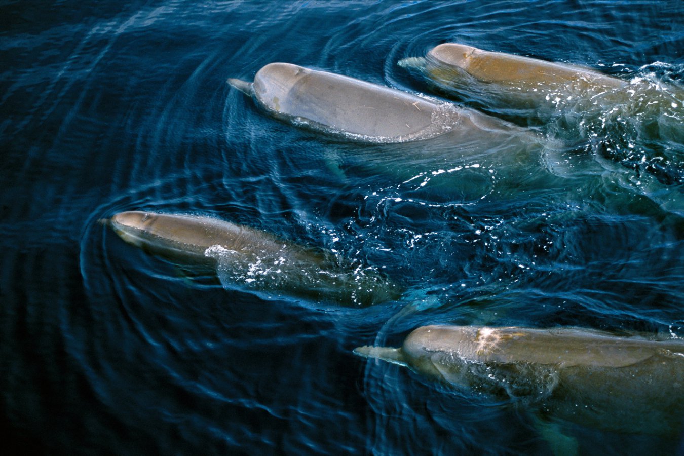 Sick Whales Get Extra Care From Their Pod