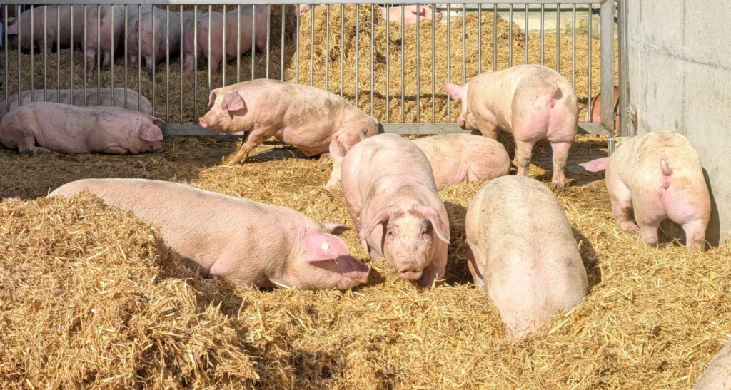 Pork Industry Offers $35K in Scholarships to Students