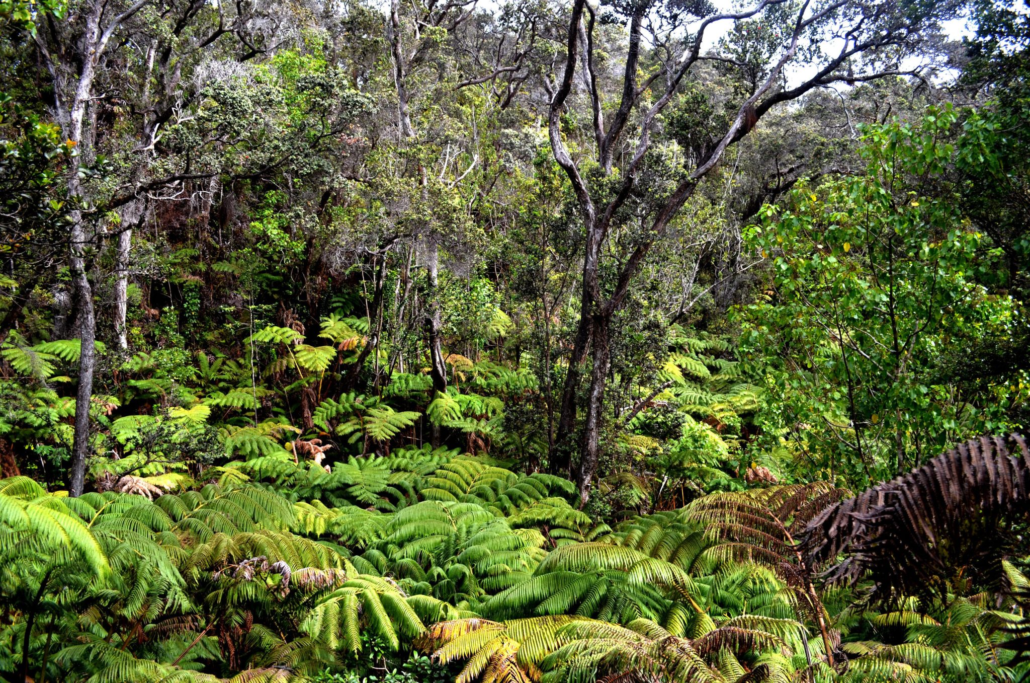 Tiny African Island Pays Residents to Protect Rainforest