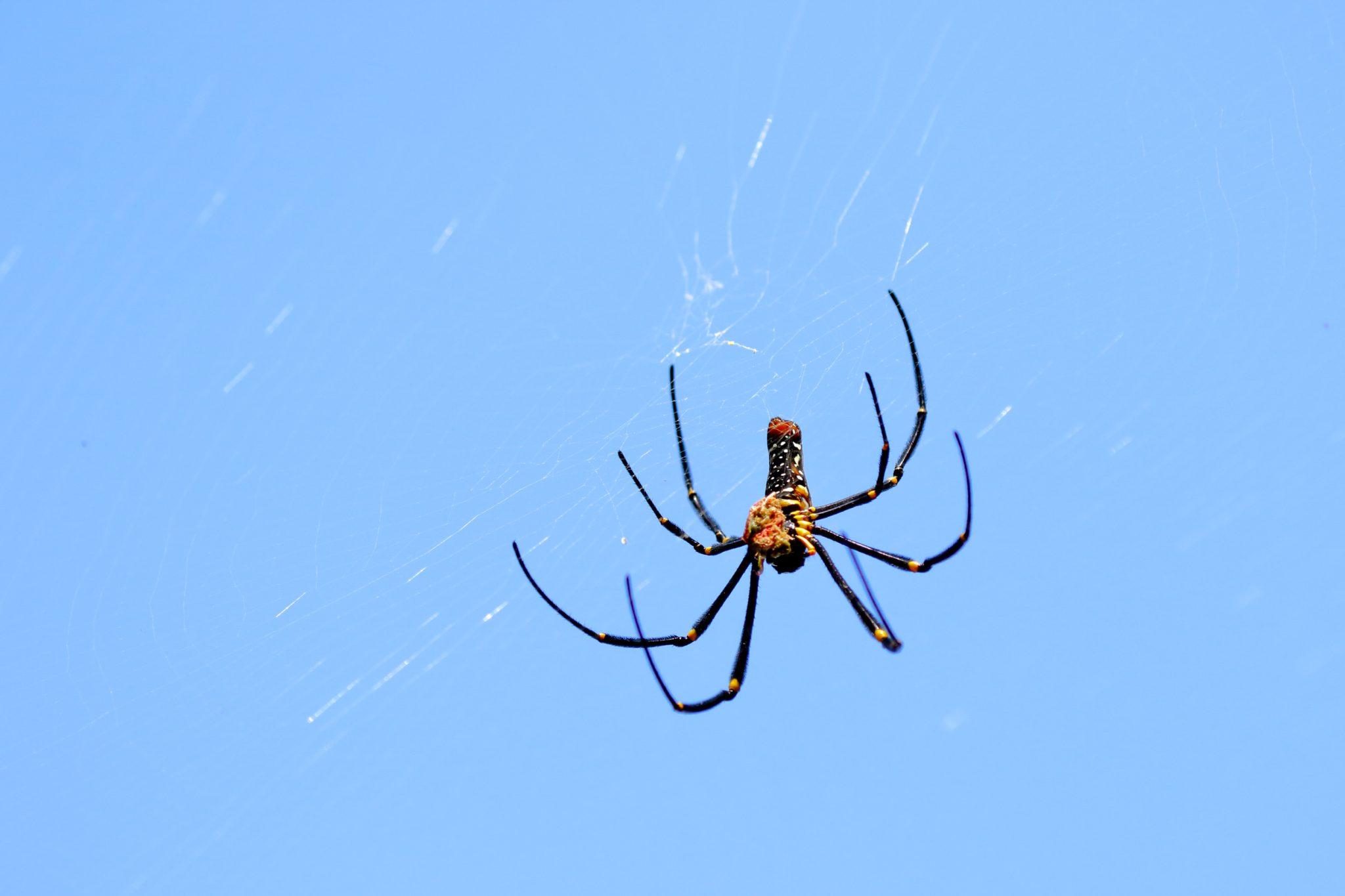 Spider Silk Helps Surgeons Repair Severed Nerves
