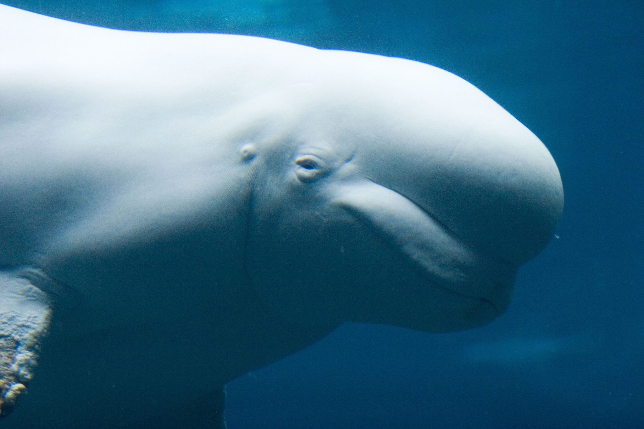 Beluga Whales Recognize Themselves in Mirrors