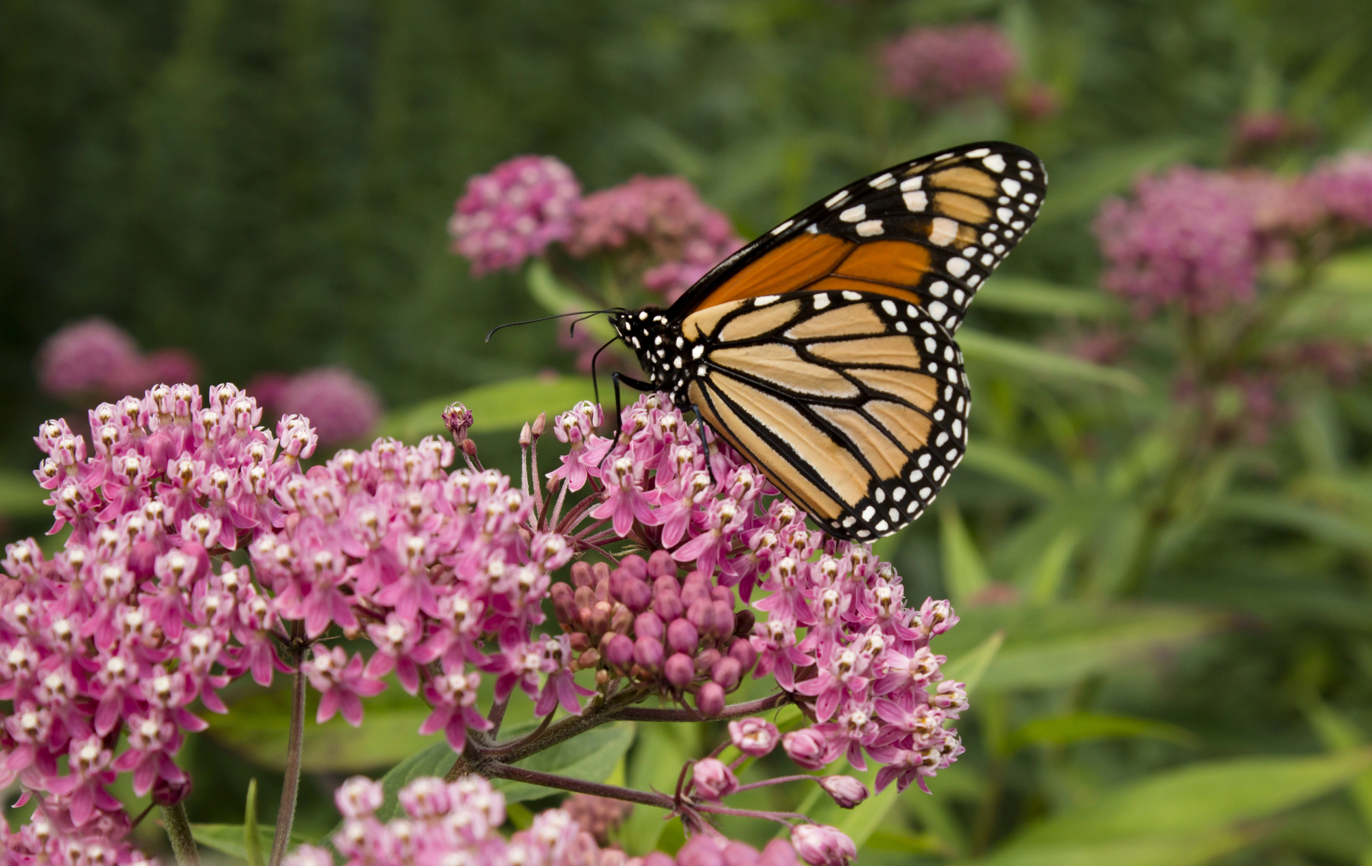 Florida Plants 9,000 Milkweeds to Save Monarch Butterflies