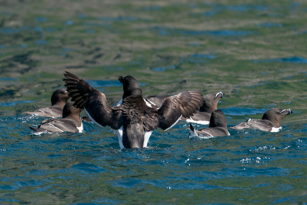 Floating Scarecrow Saves Seabirds from Fishing Nets