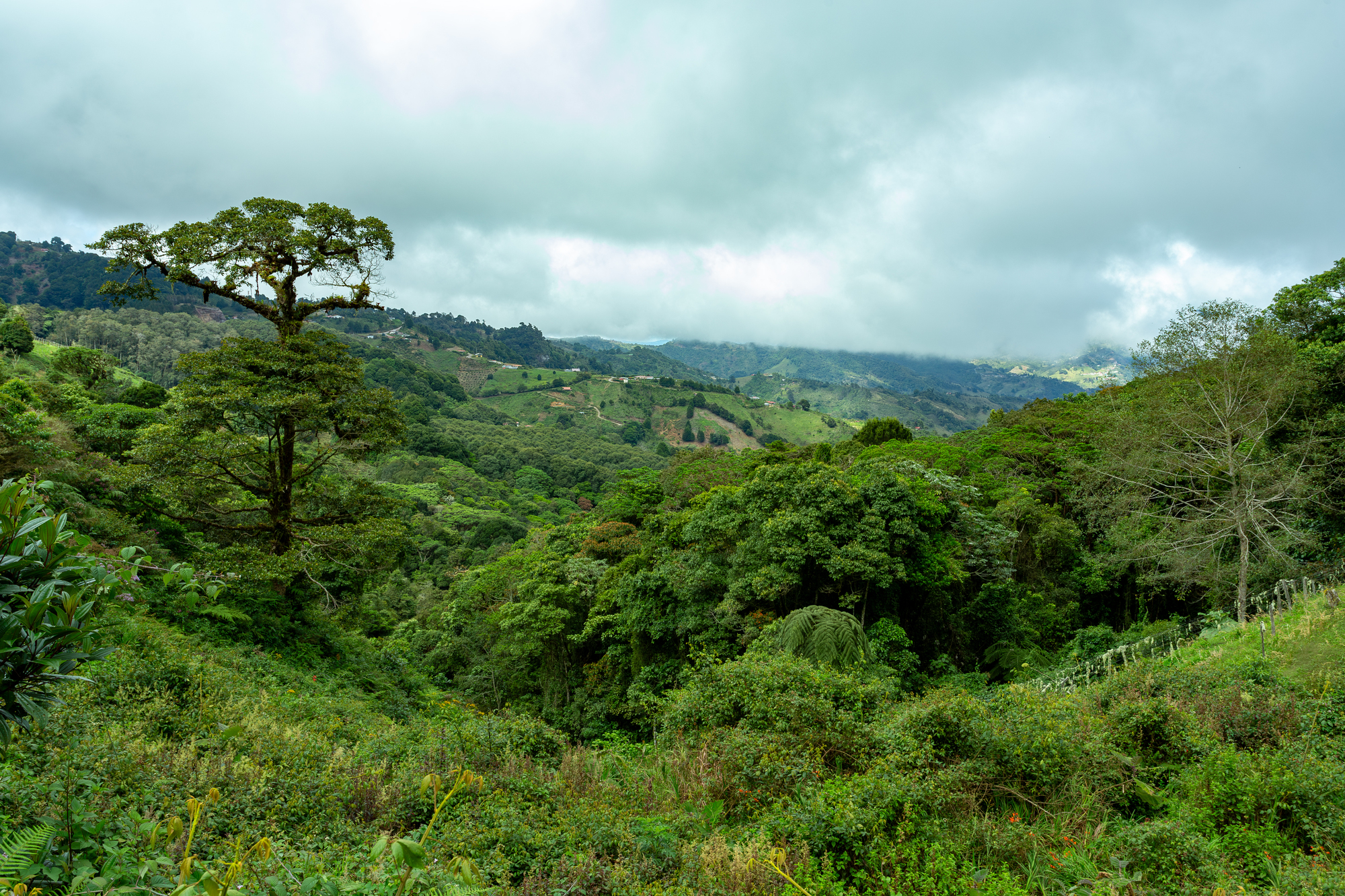 Rainforests Recover 90% of Biodiversity in 30 Years