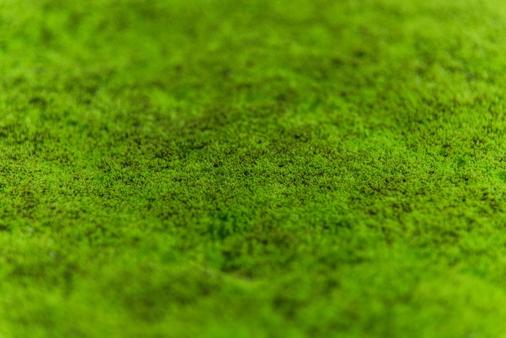 Dutch Startup's Living Concrete Grows Moss on Buildings