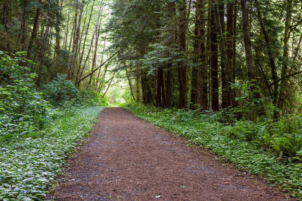 Wisconsin Opens First Certified Forest Bathing Trail