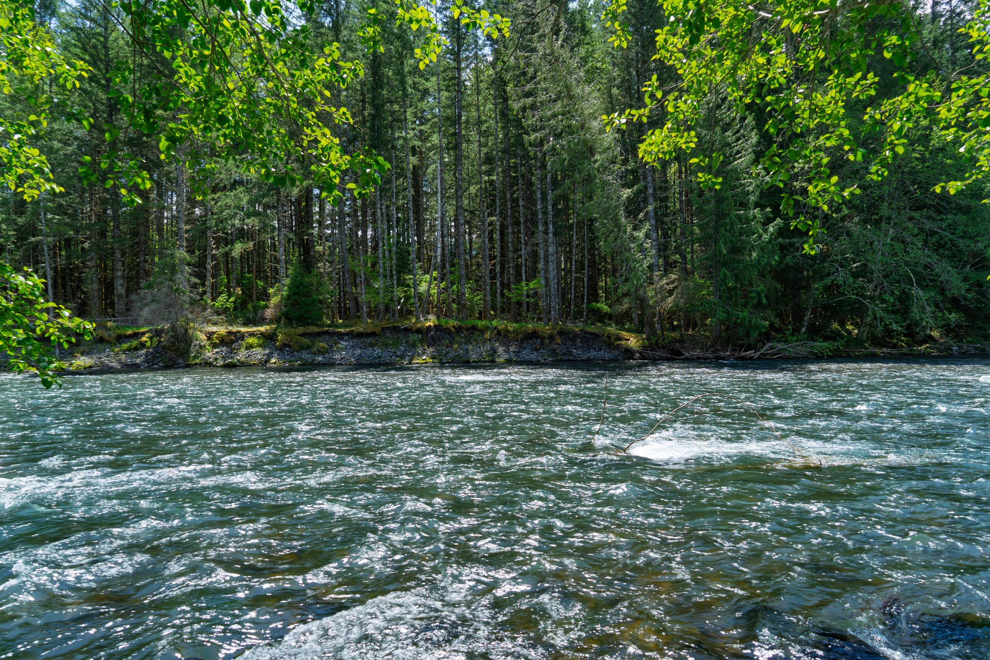 A Bottle of River Water Now Counts Every Species on Earth