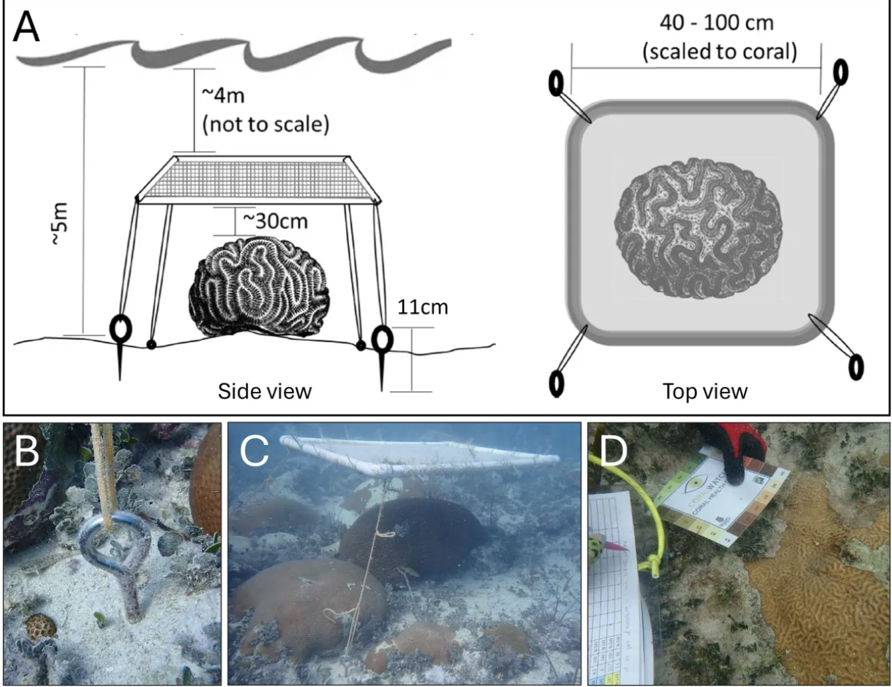 Florida Scientists Save Brain Coral With Simple Floating Shades