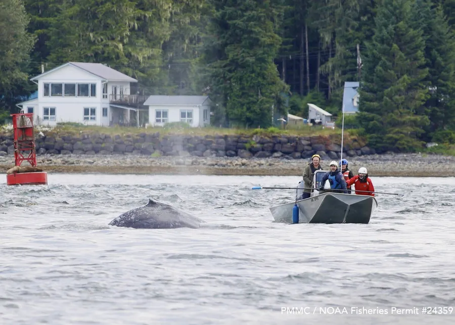 Alaska Volunteers Free 2-Year-Old Humpback From Net