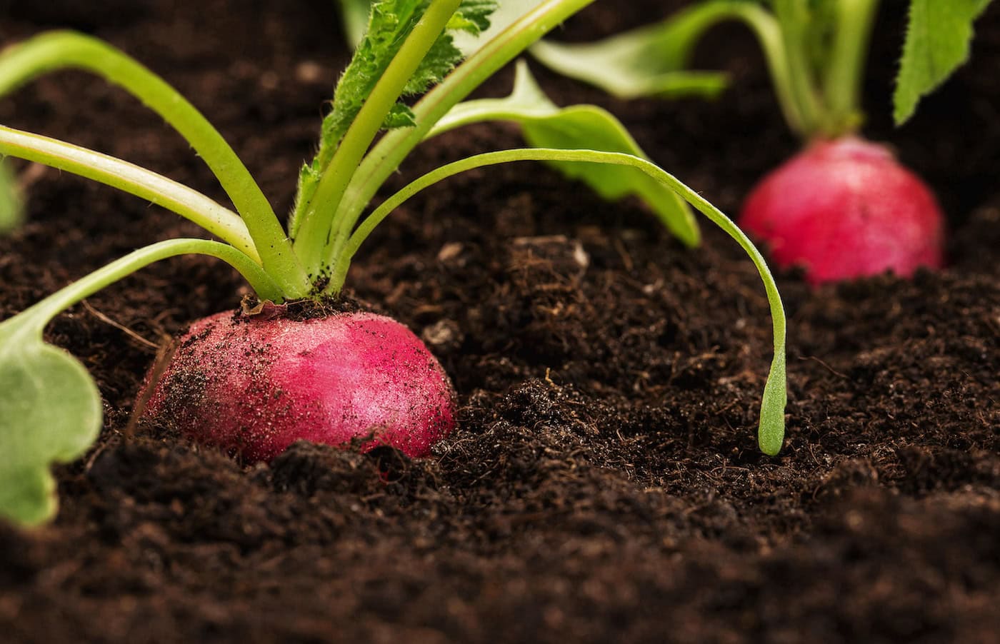 How Healthy Soil Creates Healthier Food for Your Gut
