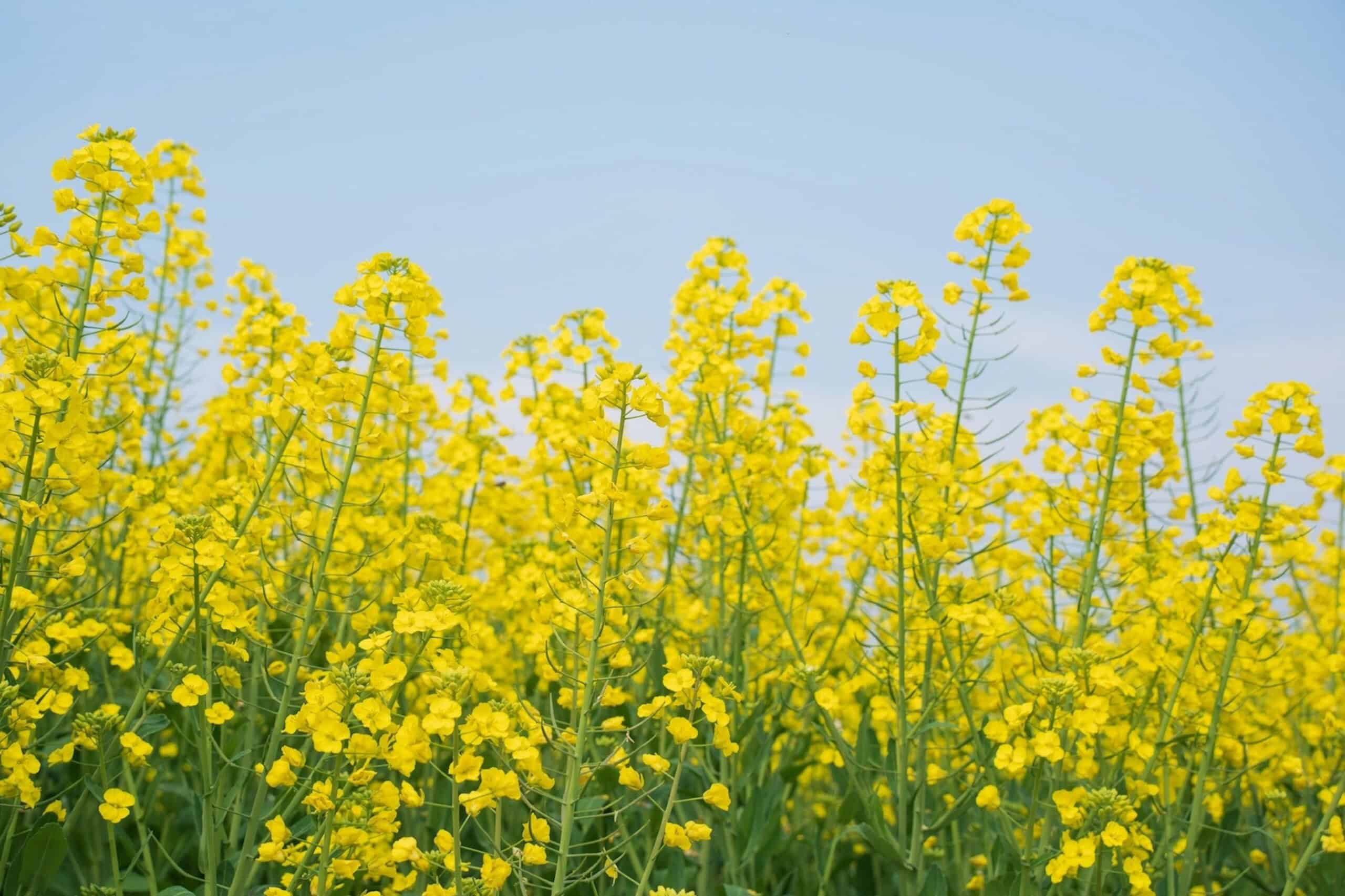 UK Farmers Cut Slug Pesticides in Half With New Map Tool