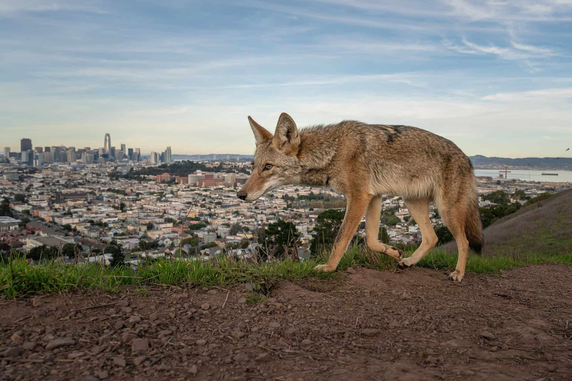 Wildlife Photography Contest Draws Record 65,000 Entries
