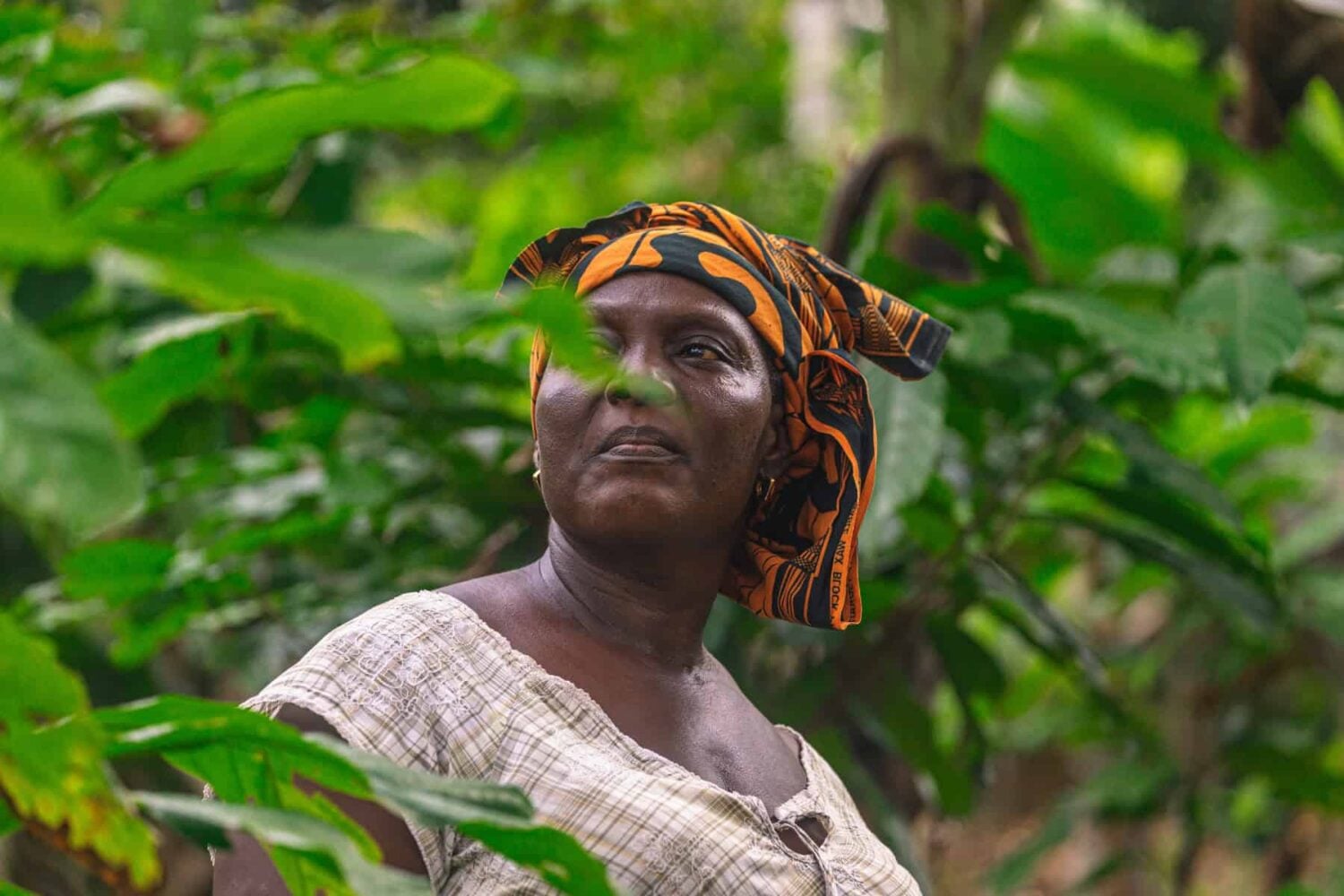 Ghana Cocoa Farmer Grows Income 80% By Saving Forests
