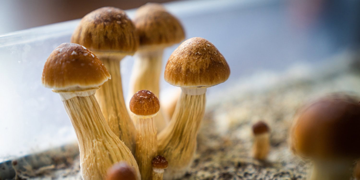 Single Psilocybin Dose Eased Depression Within Days