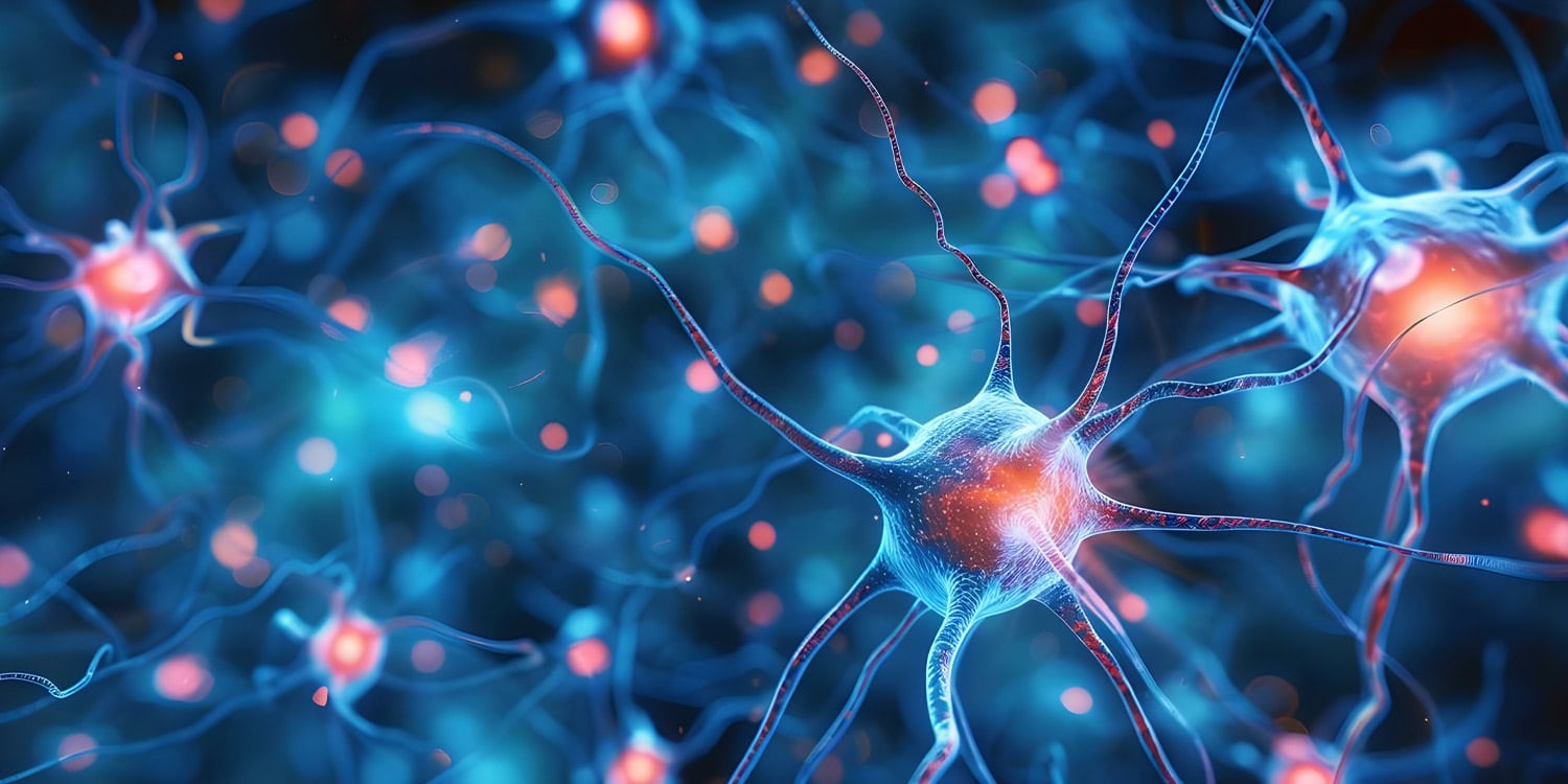 Microscopic view of healthy brain blood vessels showing protective barrier strengthened by liver protein