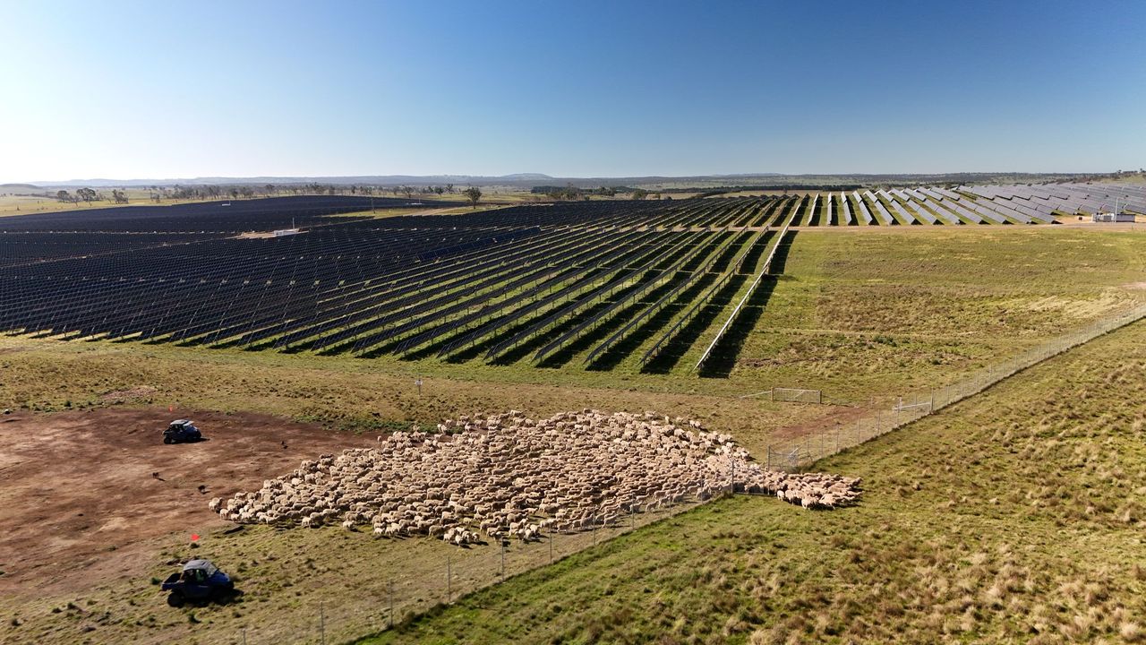Sheep and Solar Panels Team Up to Fight Fire Risk