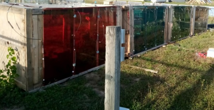 Wooden cold frame with transparent solar panels on top, growing romaine lettuce inside