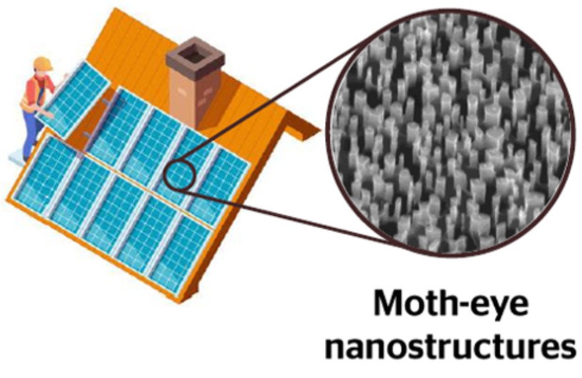 Portuguese Team Makes Solar Panels Tougher Using Moth Eyes