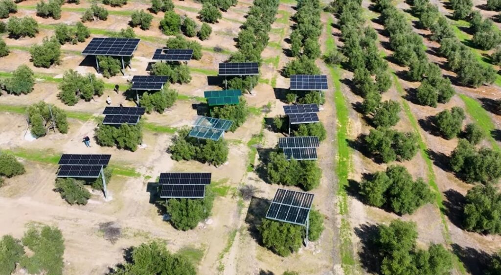 Spain Builds World's First Solar Farm Inside Olive Grove - Image 4