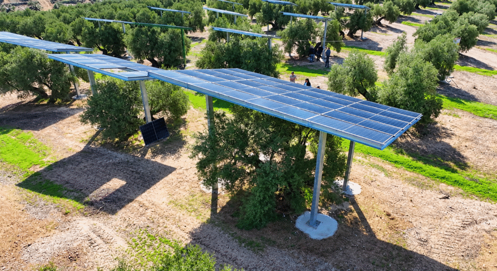 Spain Builds World's First Solar Farm Inside Olive Grove - Image 3