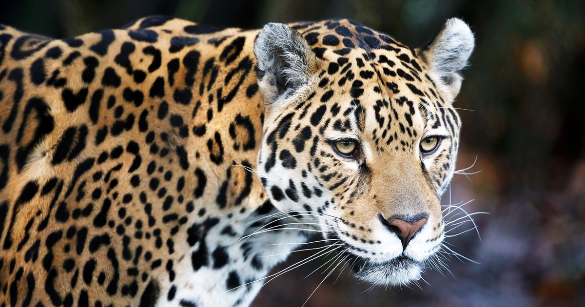 $500M Alliance Launches to Save 31,000 Endangered Species