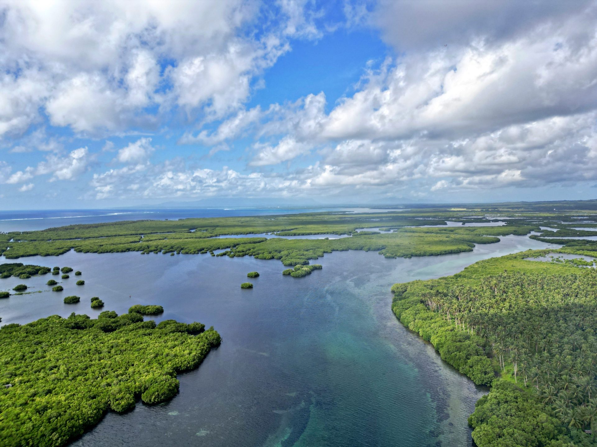 Philippine Town Restores 1,000 Acres of Mangrove Forest - Image 3