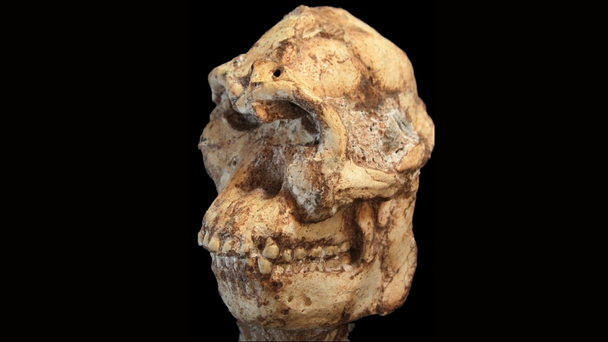 Scientists Digitally Restore 3.7-Million-Year-Old Face